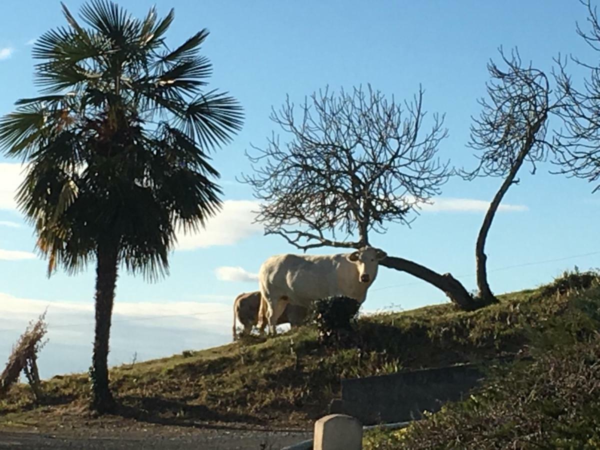 Les Gites De La Maison Bleue D'Estialescq Bagian luar foto